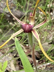 Caladenia arrecta