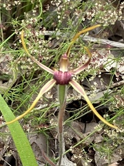 Caladenia arrecta