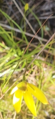 Moraea fugacissima