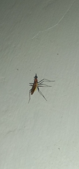 Telostylinus lineolatus