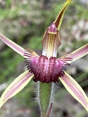 Caladenia arrecta