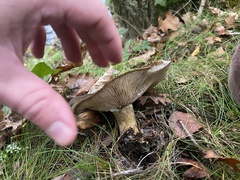 Lactarius turpis