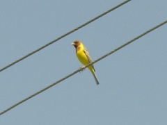 Emberiza bruniceps