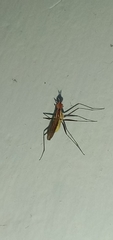 Telostylinus lineolatus