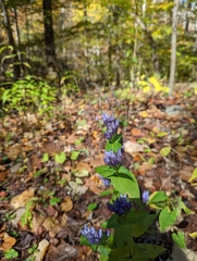 Gentianella quinquefolia
