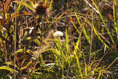 Scabiosa ochroleuca