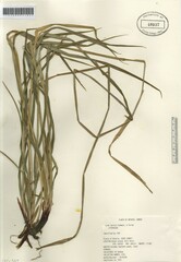 Carex davisii