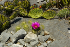 Echinocereus zapalinamensis