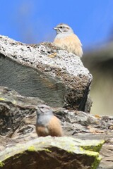 Emberiza godlewskii