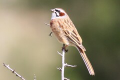 Emberiza cioides