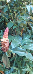 Costus woodsonii