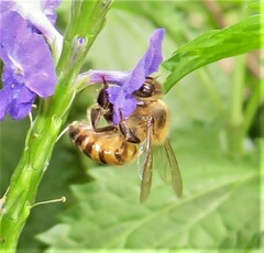 Apis mellifera scutellata