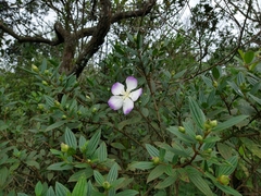 Melastomeae
