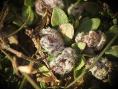 Thymus praecox polytrichus