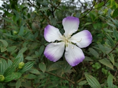 Melastomeae