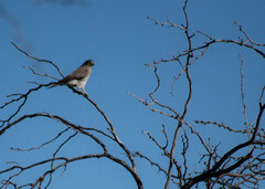 Spiziapteryx circumcincta