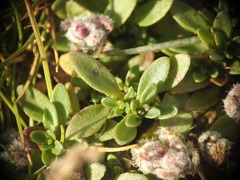Thymus praecox polytrichus