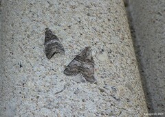 Pococera asperatella