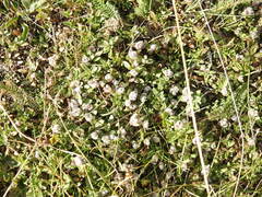 Thymus praecox polytrichus
