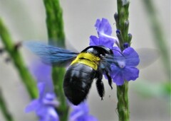 Xylocopa caffra