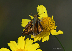 Hesperia meskei straton