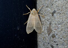 Halysidota