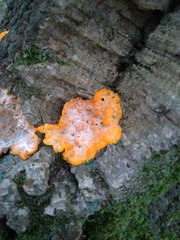 Phlebia radiata
