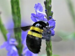 Xylocopa caffra