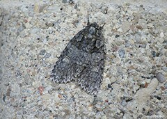 Acronicta increta
