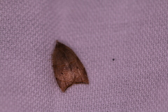 Coelostathma discopunctana