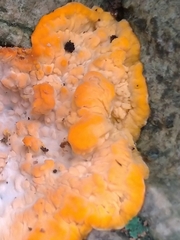 Phlebia radiata