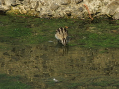 Gallinago