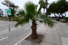 Washingtonia robusta