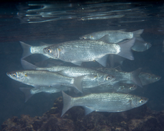 Brown Mullet photo 4