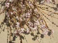 Lachnaea burchellii