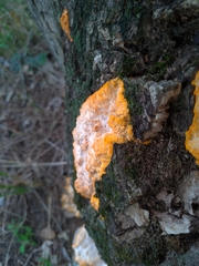 Phlebia radiata