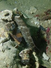 Cryptocentrus maudae