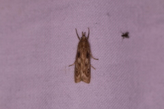 Occidentalia comptulatalis