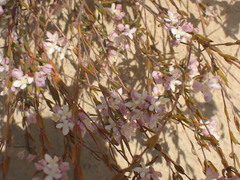 Lachnaea burchellii