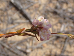 Lachnaea burchellii