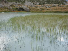 Eleocharis mamillata