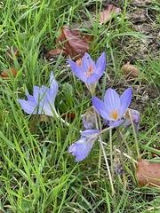 Crocus speciosus