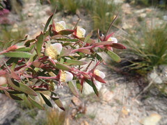 Lachnaea burchellii