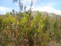 Leucadendron conicum