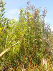 Leucadendron conicum
