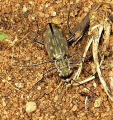 Lophyra neglecta