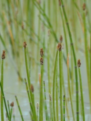 Eleocharis mamillata