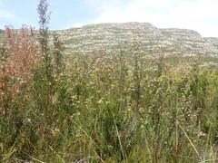 Leucadendron conicum