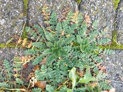 Erodium cicutarium