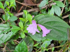 Strobilanthes cusia